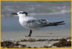Juvenile <BR>Sandwich Tern