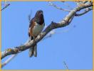 Red-eyed<BR>Eastern Towhee