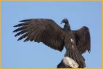 Juvenile <BR>Turkey Vulture
