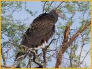 First Year<BR>Turkey Vulture