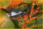 Female<BR>Bay-breasted Warbler