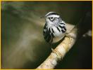Nonbreeding <BR>Black-and-White Warbler