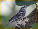 Female<BR>Black-and-white Warbler