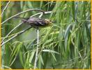 Female<BR>Blackburnian Warbler