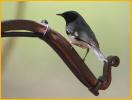 Appalachian<BR>Black-throated Blue Warbler