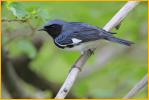 Northern<BR>Black-throated Blue Warbler
