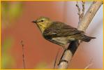 Female<BR>Cape May Warbler