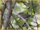 Female <BR>Chestnut-sided Warbler