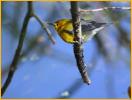 Female <BR>Prothonotary Warbler