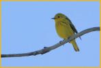 Northwest <BR>Yellow Warbler