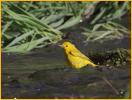 Southwest<BR>Yellow Warbler