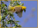 Eastern<BR>Yellow Warbler