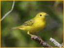 Female<BR>Yellow Warbler