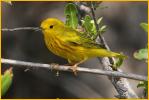 Eastern<BR>Yellow Warbler