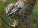 Myrtle<BR>Yellow-rumped Warbler