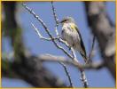 Female Audubon's<BR>Yellow-rumped Warbler