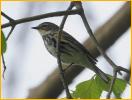 Female Myrtle<BR>Yellow-rumped Warbler