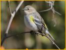 Nonbreeding Myrtle<BR>Yellow-rumped Warbler