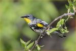 Audubon's<BR>Yellow-rumped Warbler