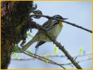 Southeast<BR>Yellow-throated Warbler