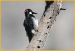 Juvenile Pacific <BR>Acorn Woodpecker
