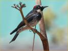 Female Interior<BR>Acorn Woodpecker