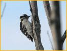 Juvenile Eastern <BR>Downy Woodpecker