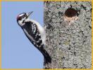 Eastern<BR>Downy Woodpecker