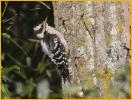Female Eastern<BR>Hairy Woodpecker