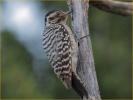 Female<BR>Ladder-backed Woodpecker