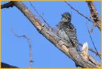 Female <BR>Nuttall's Woodpecker