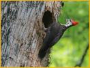Female<BR>Pileated Woodpecker