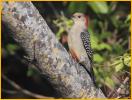 Female<BR>red-bellied Woodpecker