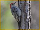 South Florida<BR>Red-bellied Woodpecker