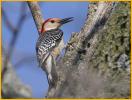 Northern<BR>Red-bellied Woodpecker
