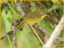 First Year Eastern<BR>Common Yellowthroat