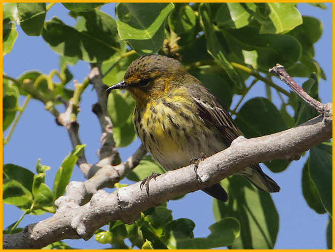 First Summer<BR>Cape May Warbler