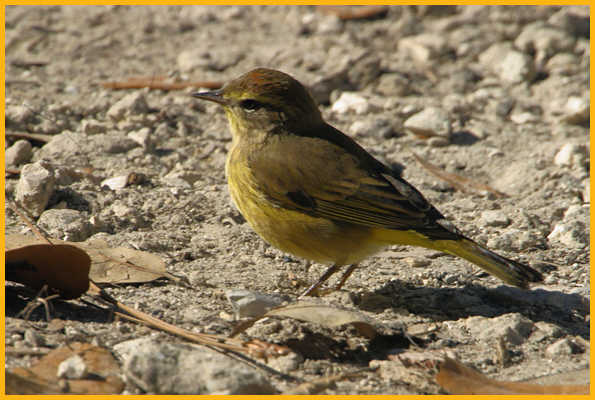 Yellow <BR>Palm Warbler