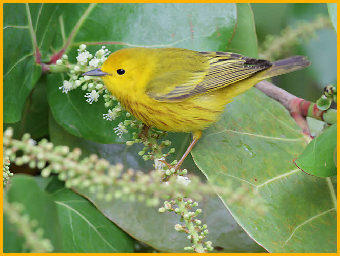 Golden<BR>Yellow Warbler