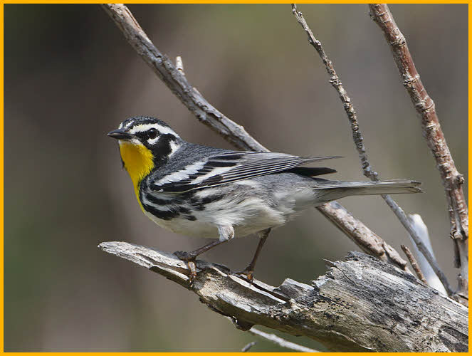 Interior East<BR>Yellow-throated Warbler