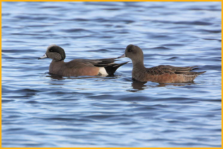 Male and Female <BR>American Wigeons