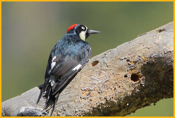 Female Pacific <BR>Acorn Woodpecker