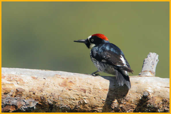 Pacific <BR>Acorn Woodpecker