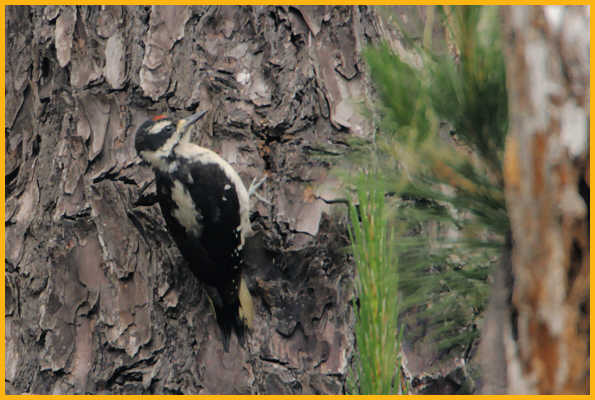Juvenile <BR>Hairy Woodpecker