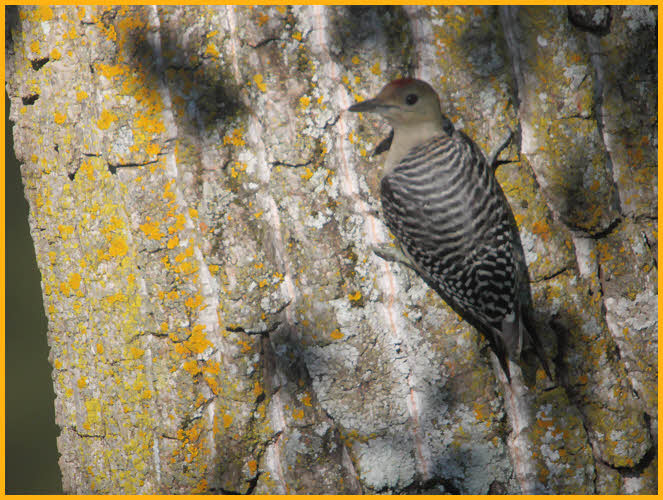 Juvenile<BR>Red-bellied Woodpecker