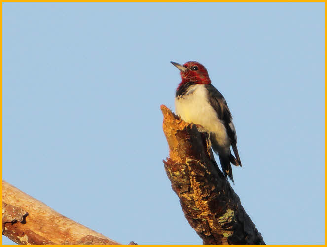 Juvenile<BR>Red-headed Woodpecker