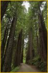 Road Through Redwoods