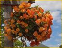 Orange Tuberous Begonia