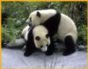 Young Pandas Playing