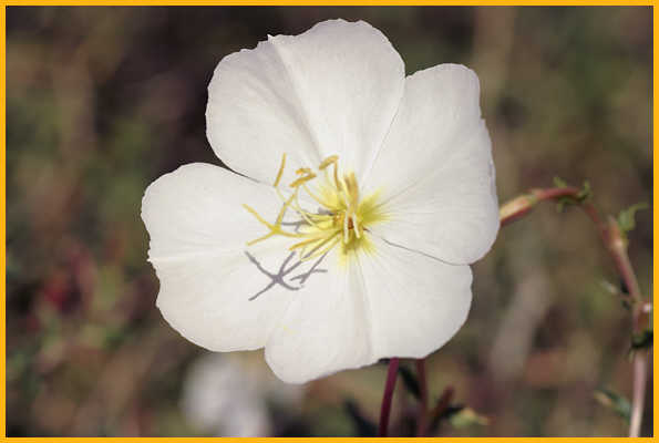 Pale Evening-primrose (White)